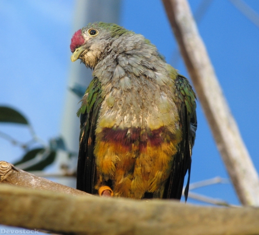 Devostock Bird Dove Fruit Colorful