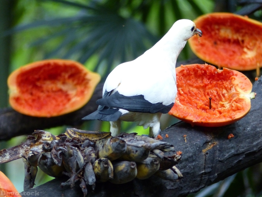 Devostock Bird Papayas Fruit Thailand