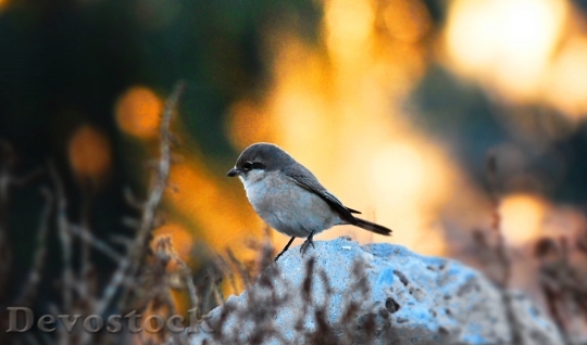 Devostock Bird Sparrow Nature Sunset