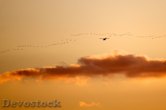 Devostock Birds Airplane Sunset Nature