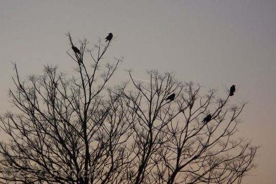 Devostock Birds Crows Evening Forest