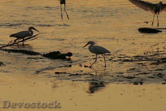 Devostock Birds Egrets Alligator Wildlife