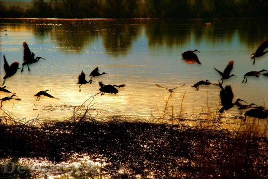 Devostock Birds Flying Pond Sunset