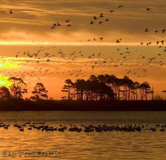 Devostock Birds In Sunset Over