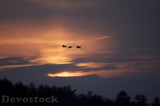 Devostock Birds Silhouettes Flying Sunset