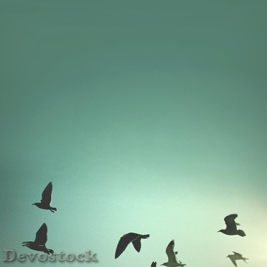 Devostock Birds Sky Abstract Blue