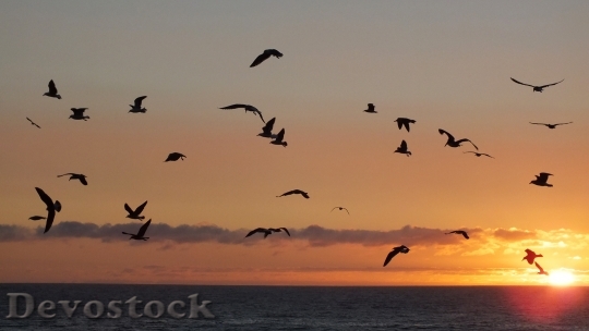Devostock Birds Sunset Sea Sky