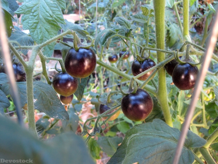Devostock Black Tomatoes Tomato Organic