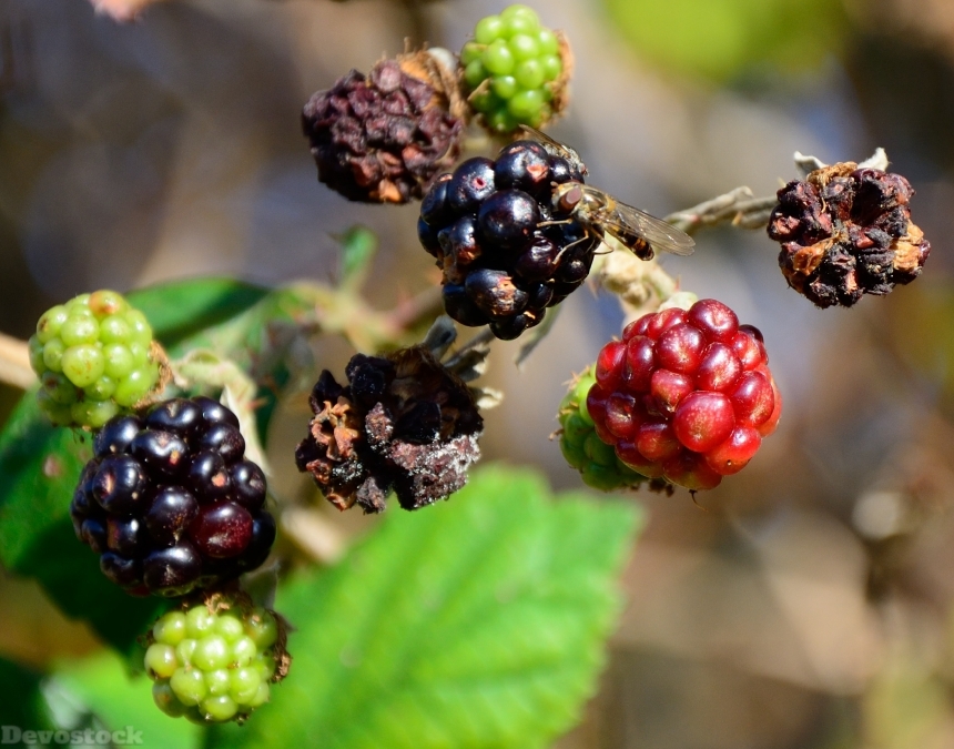 Devostock Blackberries Autumn Dry Hoverfly