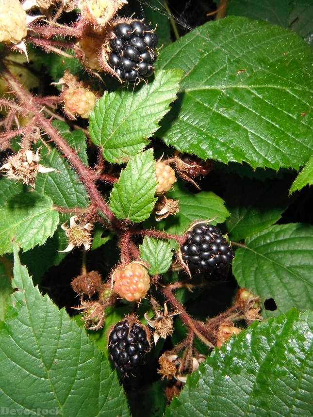 Devostock Blackberries Berries Brambles 255858