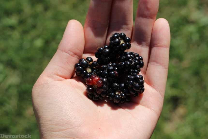 Devostock Blackberries Berry Fruit Food