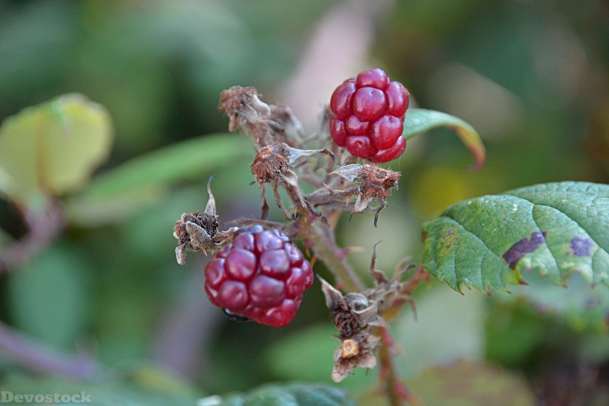 Devostock Blackberries Fruit Plants 720236
