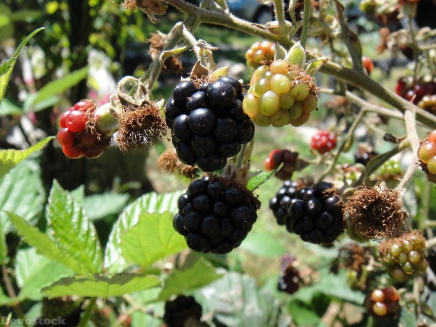 Devostock Blackberries Fruit Wild Black