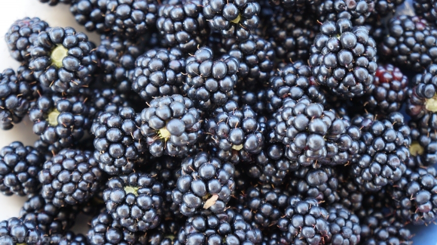 Devostock Blackberries Fruits Sweet Vitamins