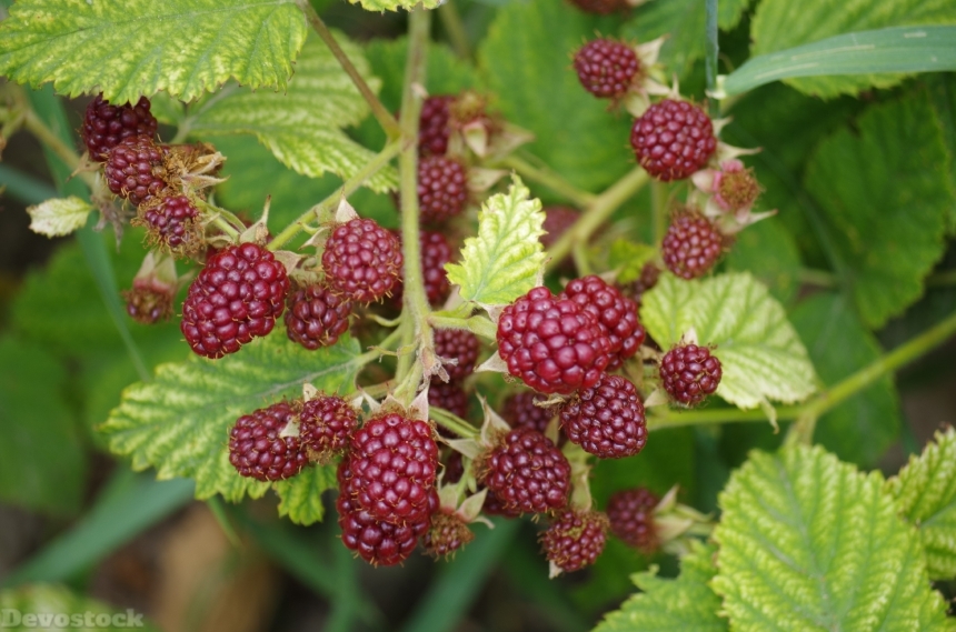 Devostock Blackberries Immature Fruit Garden