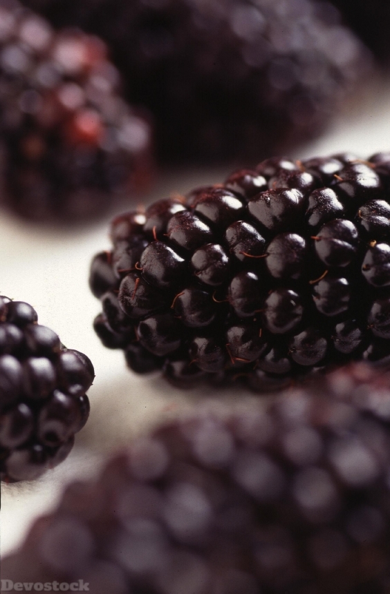 Devostock Blackberries Modified Genetically 387444