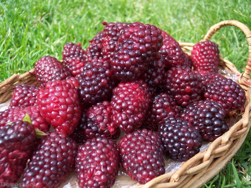 Devostock Blackberries Nature Fruit Summer