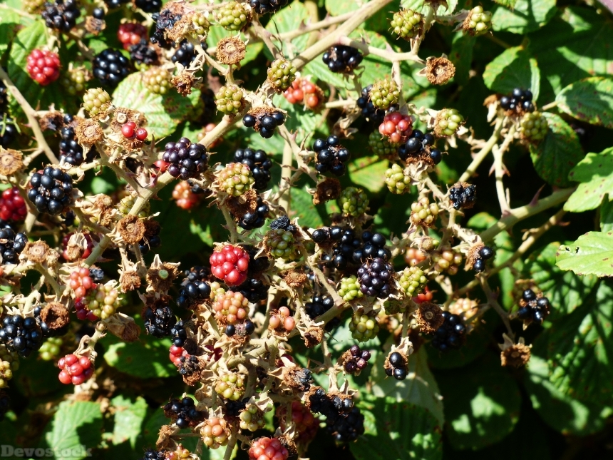 Devostock Blackberries Rubus Sectio Rubus 2
