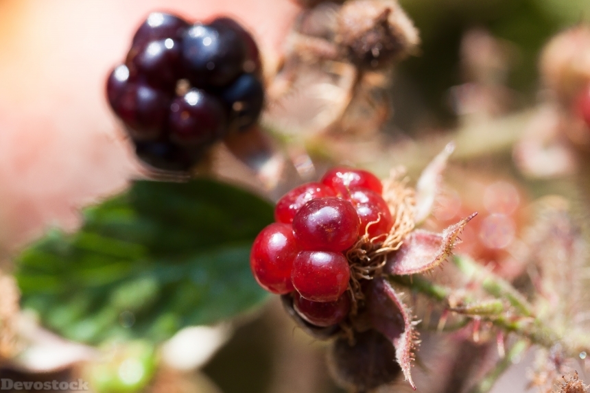 Devostock Blackberries Rubus Sectio Rubus