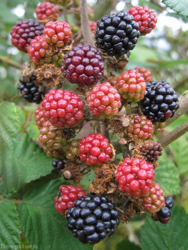 Devostock Blackberries Unripe Fruit Black