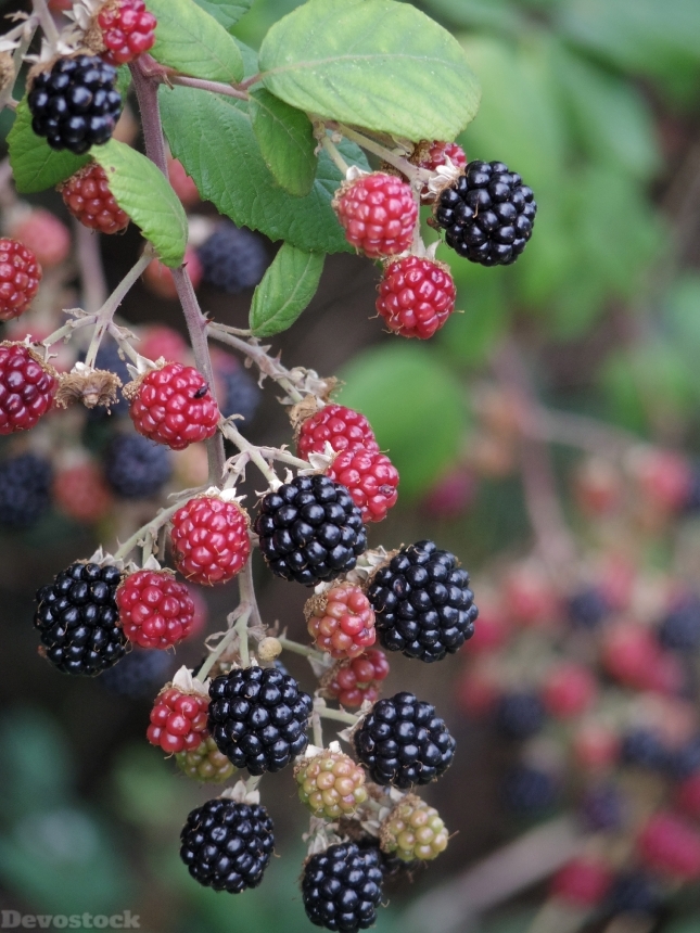 Devostock Blackberry Raspberry Fruit Berry