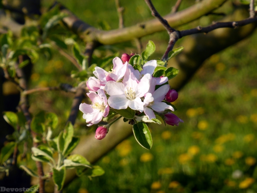 Devostock Blossom Bloom Apple Tree 3