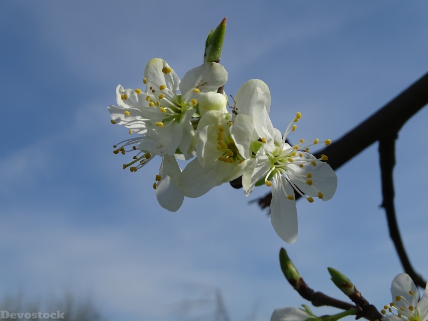 Devostock Blossom Bloom Cherries 690006