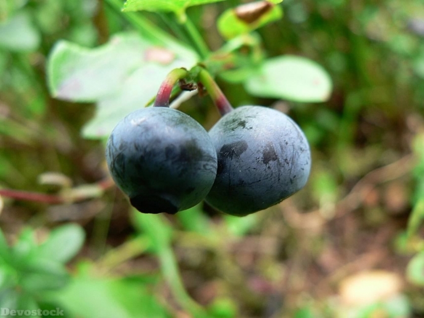 Devostock Blueberries 1