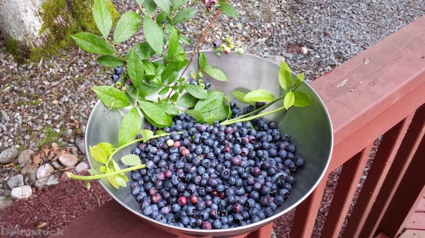 Devostock Blueberries Berries Fruit Juicy