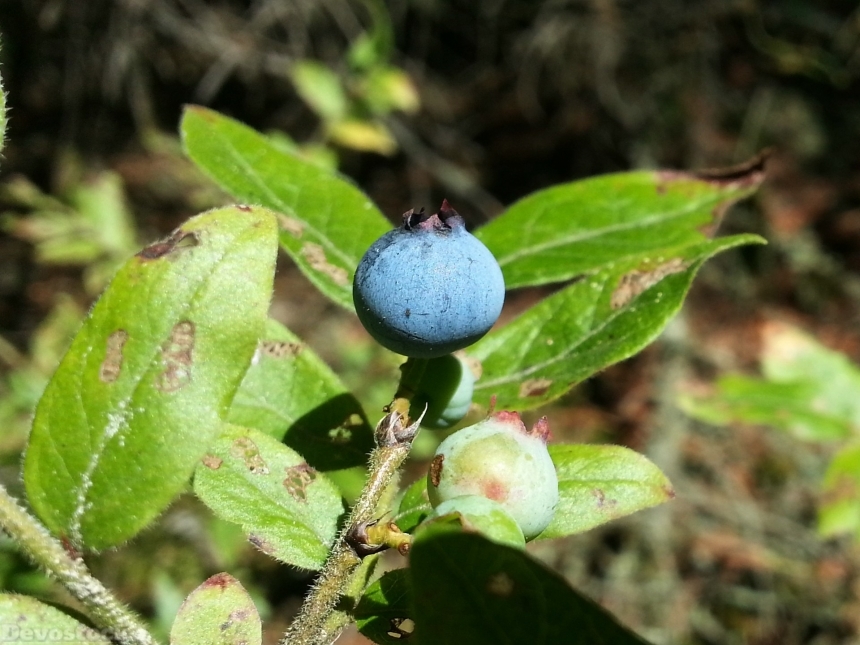 Devostock Blueberry Berry Wild Forest 0