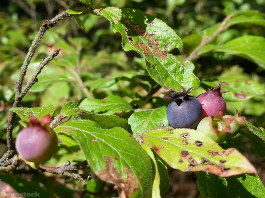 Devostock Blueberry Berry Wild Forest