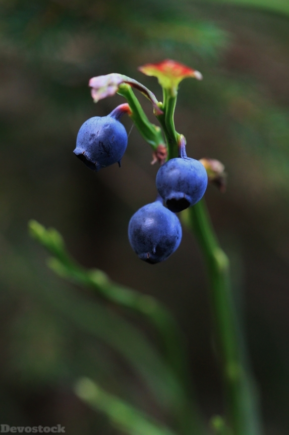Devostock Blueberry Blueberries Berry Forest