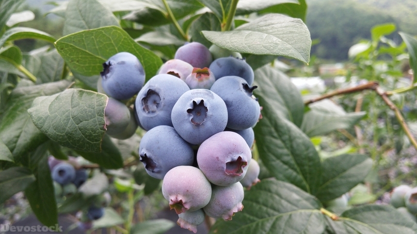 Devostock Blueberry Blueberry Fruit 1106831