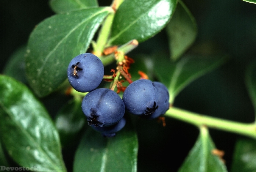 Devostock Blueberry Fruit Blueberries Fruits 0