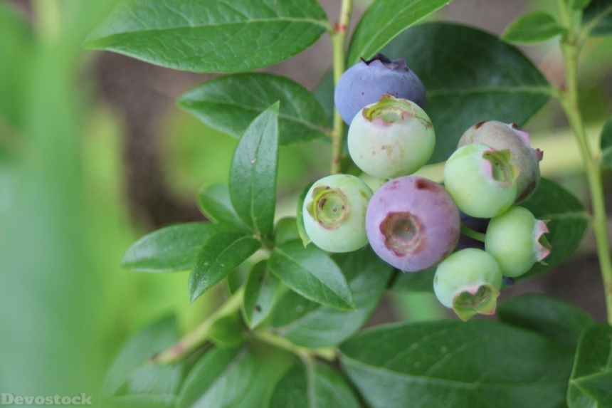 Devostock Blueberry Fruit Fruits Berry
