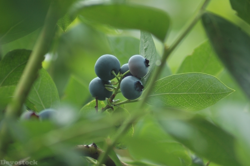 Devostock Blueberry Fruits Fruit Delicious
