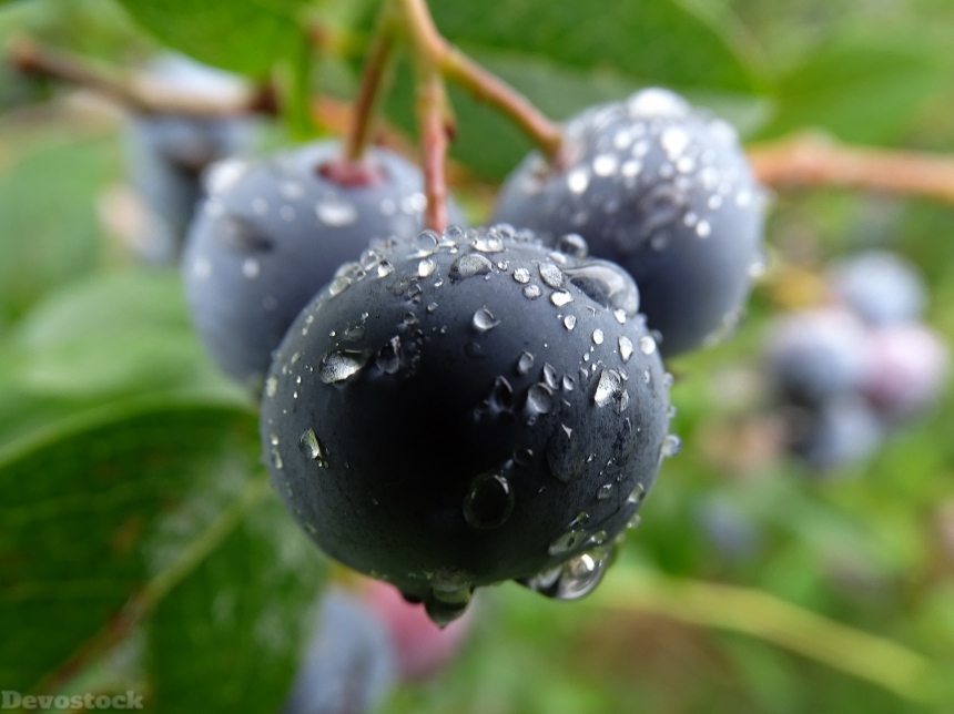 Devostock Blueberry Huckleberry Fresh Fruit
