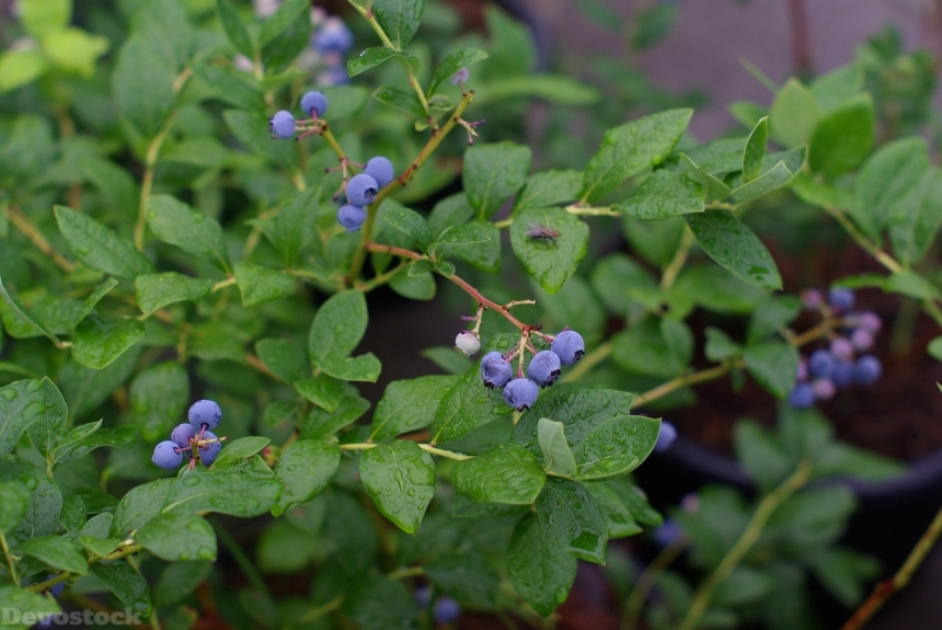 Devostock Blueberry Plants Fruit Wipes