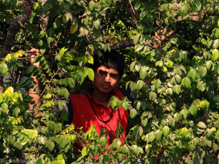 Devostock Boy On Tree Picking
