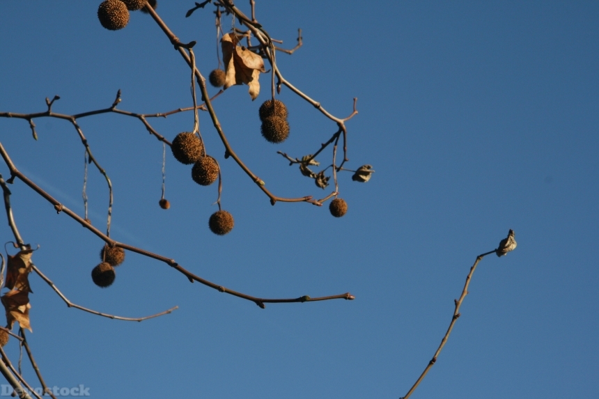 Devostock Branch Ball Tree Fruit