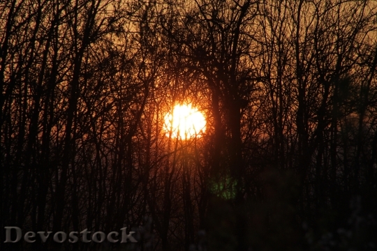 Devostock Branches Evening Sun Sunset