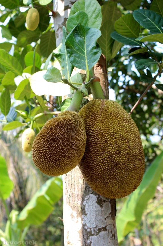 Devostock Breadfruit Tree Fruit Green