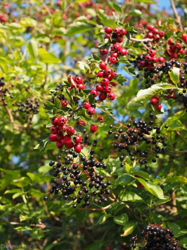 Devostock Bush Scrub Hedge Berries