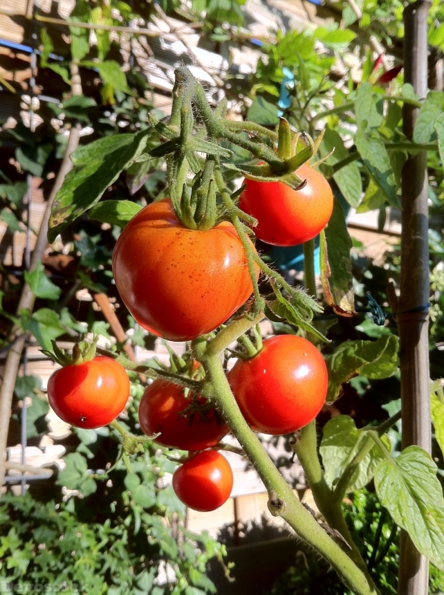 Devostock Bush Tomatoes Tomatoes Tomato