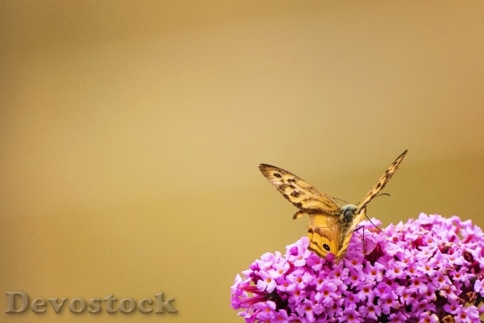 Devostock Butterfly Nature Colorful 4k