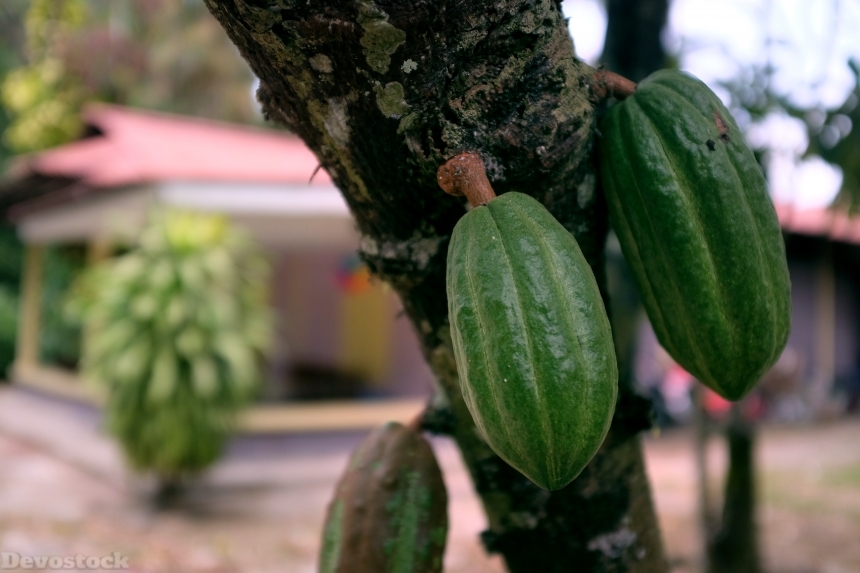 Devostock Cacao Pods At Kampong