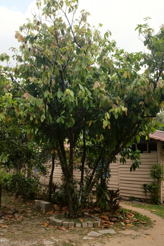 Devostock Cacao Tree At Kampong 0