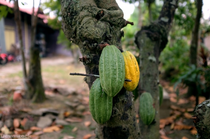 Devostock Cacao Tree At Kampong