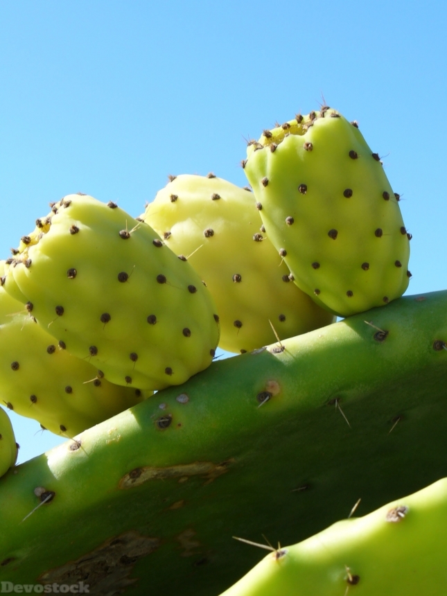 Devostock Cactus Fruit Cactus Greenhouse