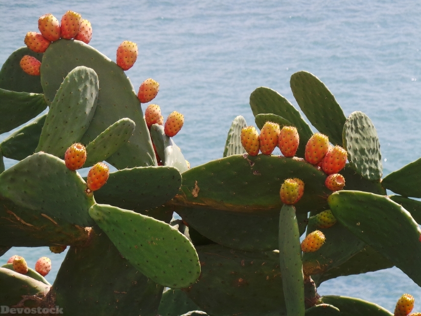Devostock Cactus Fruit Pear Cactus